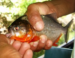 Catching piranha is always exciting,  Peru
