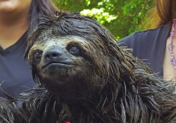 An Amazonian Sloth. 