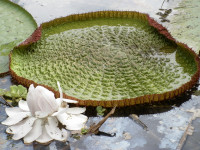 Victoria Amazonica,  the World's largest water lily. 