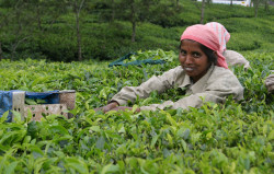 Picking the tea, Munnar - Kerala 
