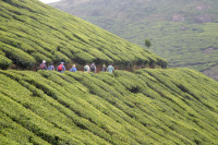 Hiking through the tea plantations near Munnar - Kerala