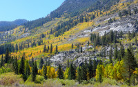 Autumn Foliage, the Sierra Nevada Mountains, CA
