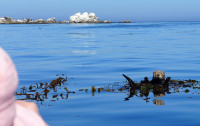 Kayaking with the sea otters, Monterey Bay
