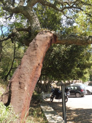 A cork tree in that has had it's bark removed - Sardinia