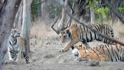 Tiger Family of mum and three cubs coming to a waterhole - Pench