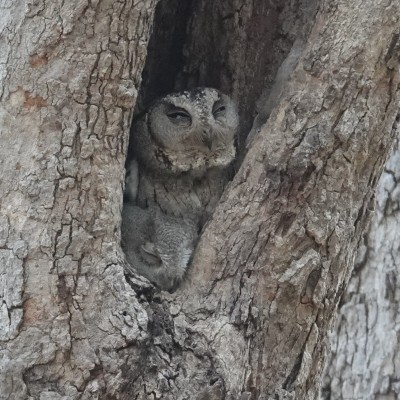 Scops Owl in a tree