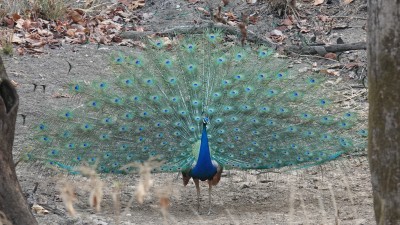 Peacock in full display