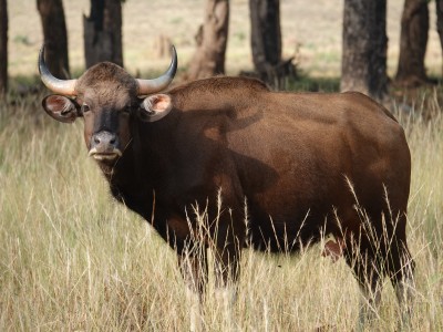 A Gaur - Indian Wild cattle