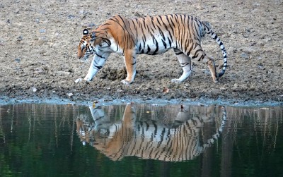 Tiger reflected  in the waterhole, Kanha National Park
