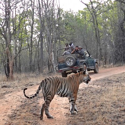 Tiger crossing between our jeeps (photo by K  Read) - Bandhavgarh 