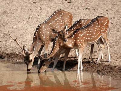 Spotted deer, Bandhavgarh National Park
