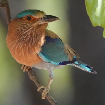 A beautiful Indian Roller