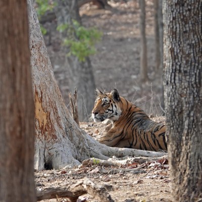 Our first decent view of a Tiger - Pench