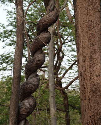 Interesting vines in the forest