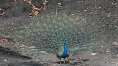 Peacocks are the national bird of India