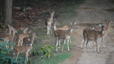 Herd of spotted deer