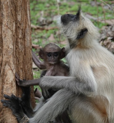 Langur Old World Monkey and infant