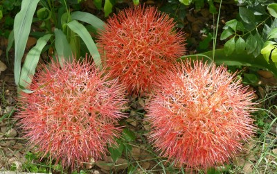 Ball Lilies (Scadoxus multiflorus) - make a beautiful show