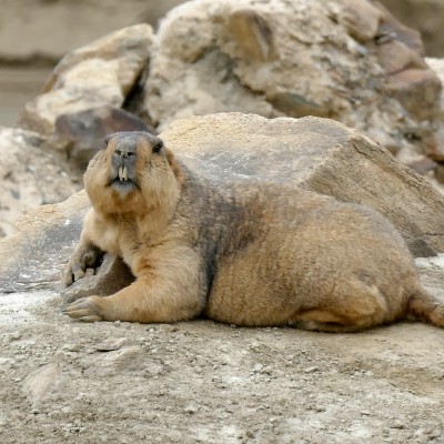 The  Marmots were huge!