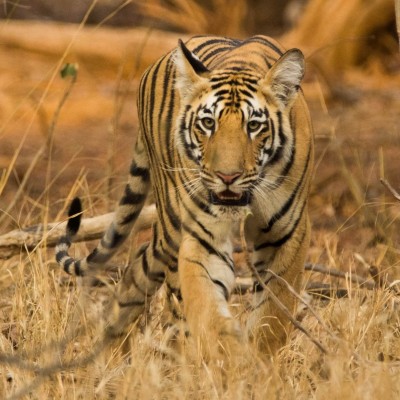 Royal Bengal Tiger on the prowl