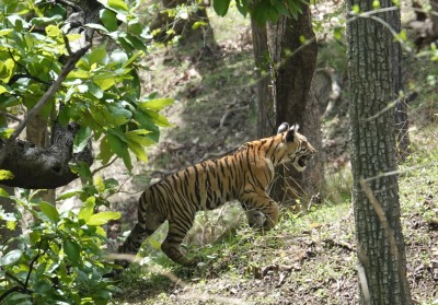 Young tiger cub chasing after mum 