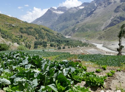 Veggie gardens in a mountain valley