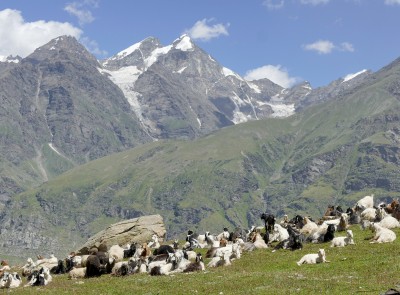 Herders grazing their animals near the summit of the Rohtang
